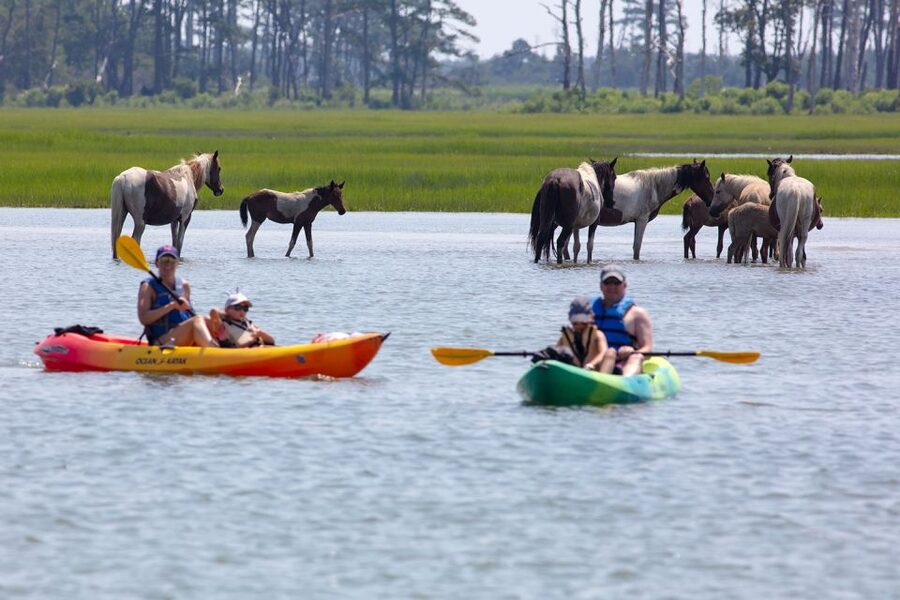 From Chincoteague: Guided Kayak Tour to Assateague Island - A few practical limits to keep in mind