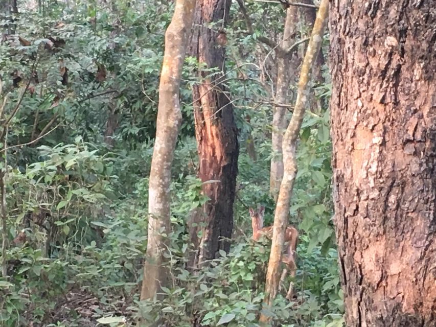 From Chitwan : Jeep Safari,Canoeing,Forest walk Day Tour - A short forest walk with a closer view of nature