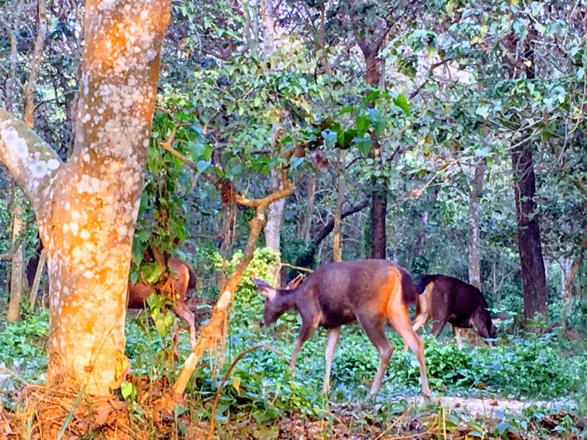 From Chitwan : Jeep Safari,Canoeing,Forest walk Day Tour - Who should book this experience?