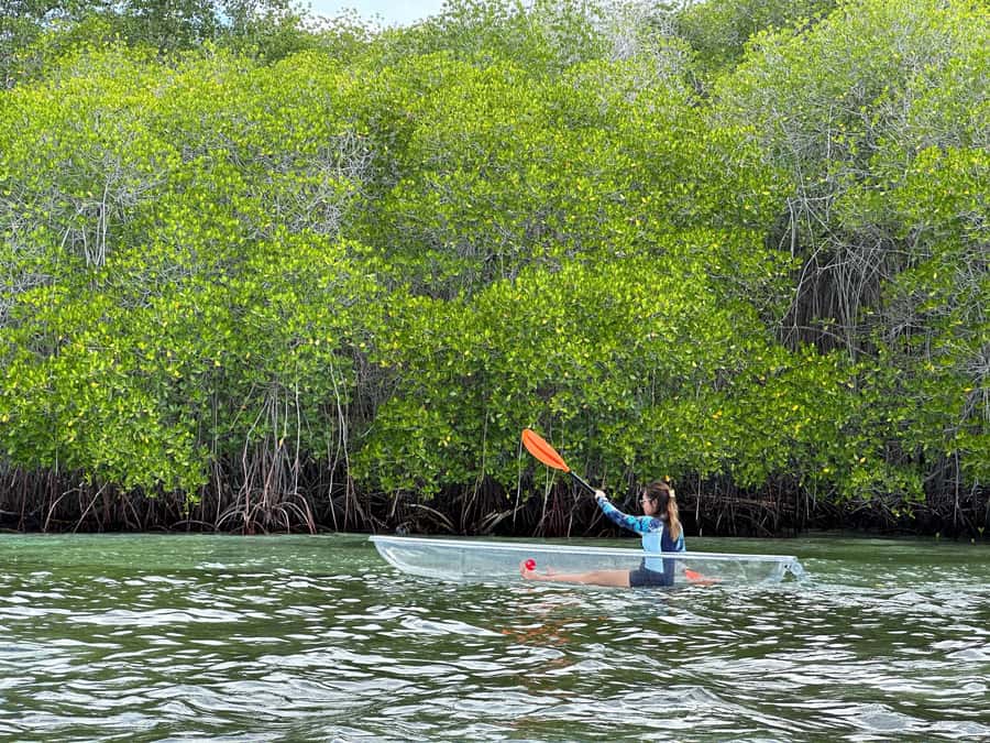 From Lembongan: Kayak/Paddleboard/Boat Mangrove Tour - Key points to know before booking