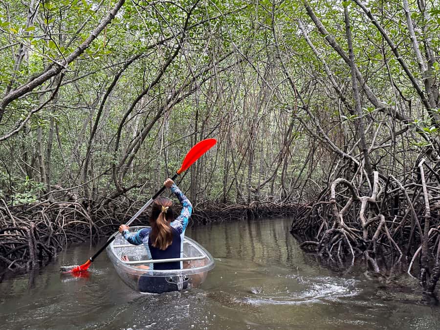 From Lembongan: Kayak/Paddleboard/Boat Mangrove Tour - Pickup from Lembongan’s main road