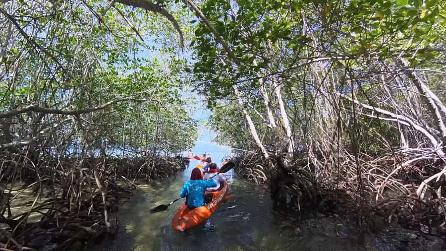 From Lembongan: Kayak/Paddleboard/Boat Mangrove Tour - From mangrove shade to the open sea