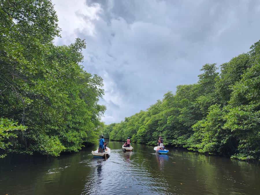 From Lembongan: Kayak/Paddleboard/Boat Mangrove Tour - Who should book this outing?