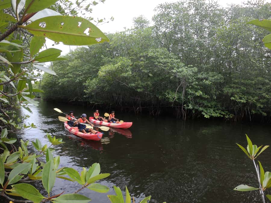 From Lembongan: Kayak/Paddleboard/Boat Mangrove Tour - Choosing between kayak, paddleboard, and clear boat