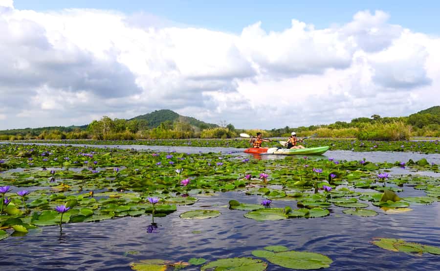 From Pattaya: Rayong Adventure Hike and Kayak Day Trip - Kayaking at Rayong Botanical Garden