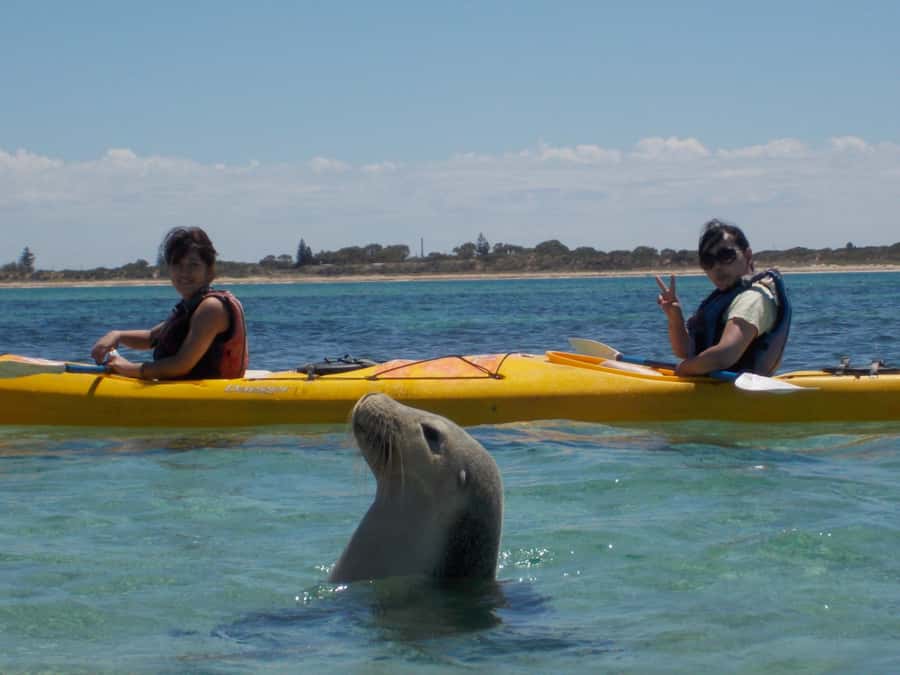 From Perth: Rockingham Seal & Penguin Islands Sea Kayak Tour - From Perth to Shoalwater Bay by 9 a.m.