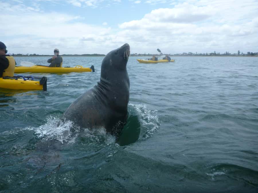 From Perth: Rockingham Seal & Penguin Islands Sea Kayak Tour - What the $140 price really covers