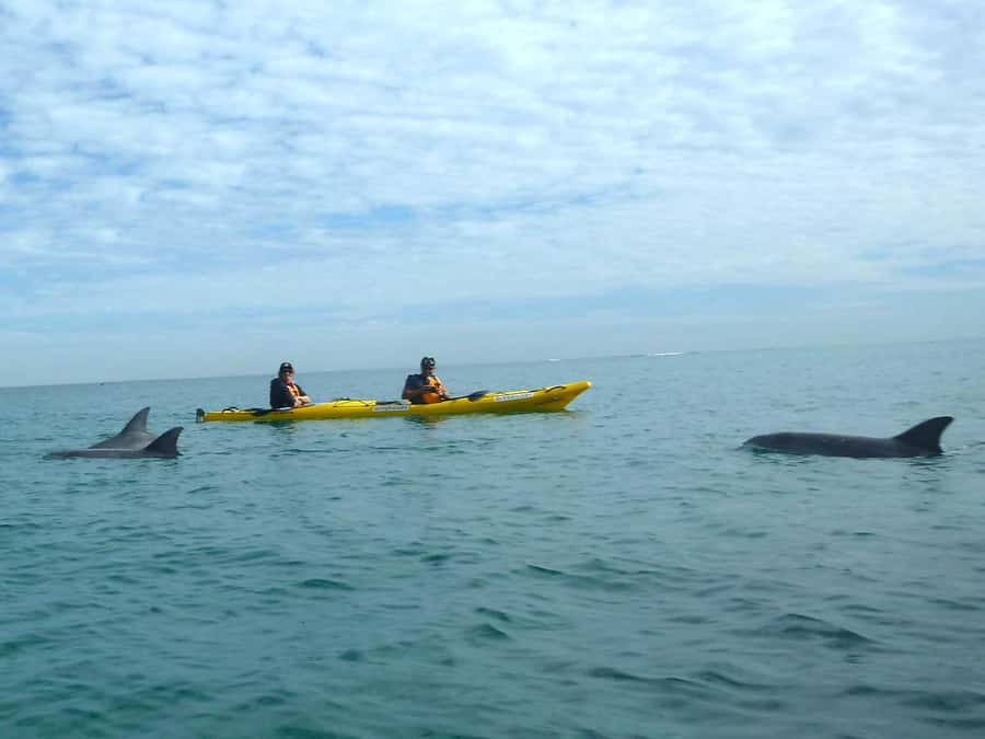 From Perth: Rockingham Seal & Penguin Islands Sea Kayak Tour - Who will enjoy this tour most