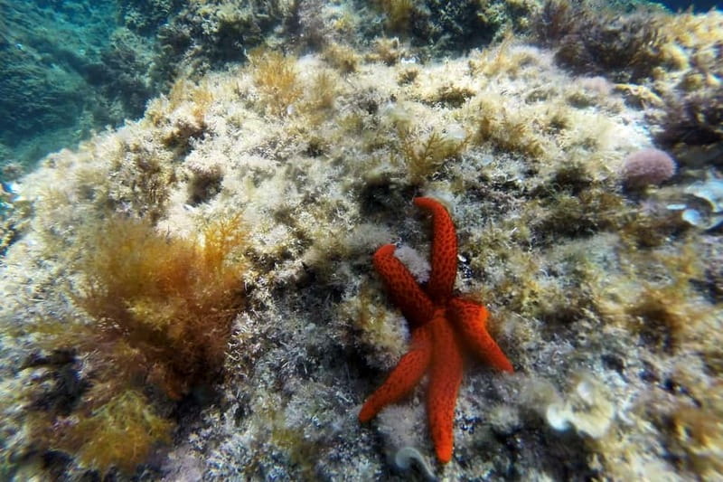 From Sant Feliu de Guíxols: Kayak and Snorkel in Costa Brava - Paddling beside the Costa Brava cliffs