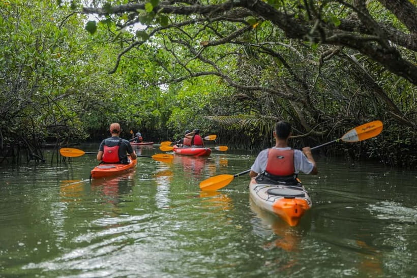 From Tagbilaran City/Panglao Island: Bohol Mangrove Kayaking - Key points to know before you book