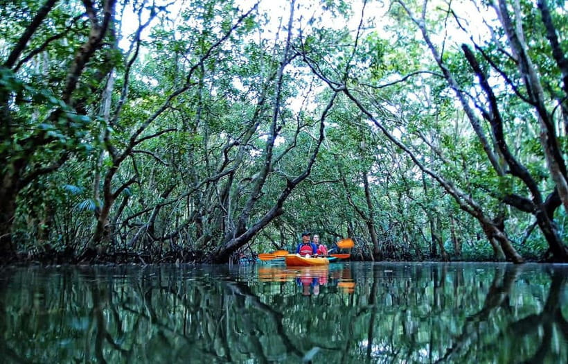 From Tagbilaran City/Panglao Island: Bohol Mangrove Kayaking - Entering Bohol’s quiet Abatan River