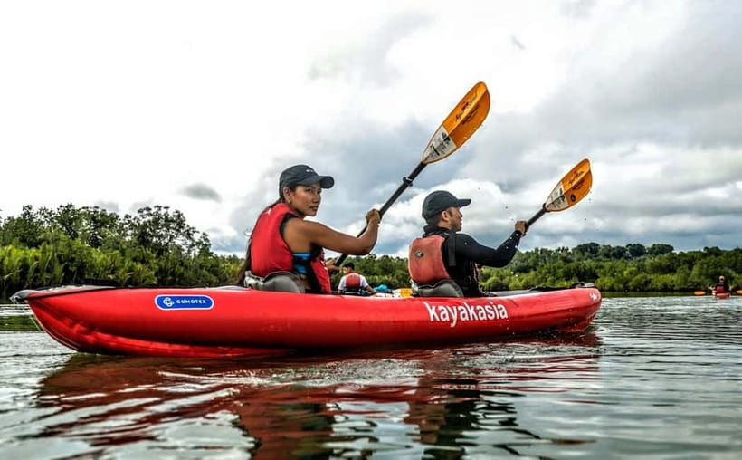 From Tagbilaran City/Panglao Island: Bohol Mangrove Kayaking - Why the quiet matters