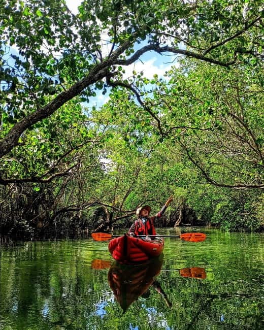 From Tagbilaran City/Panglao Island: Bohol Mangrove Kayaking - What the $64 price really covers