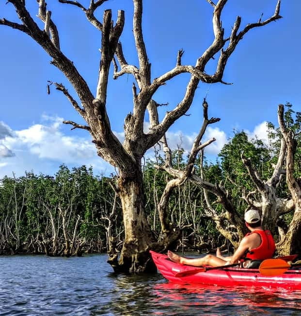 From Tagbilaran City/Panglao Island: Bohol Mangrove Kayaking - Who should book this kayaking trip