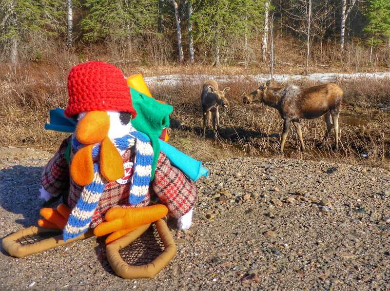 From Toronto: Algonquin Park Canoeing & Hiking Adventure - Key points at a glance