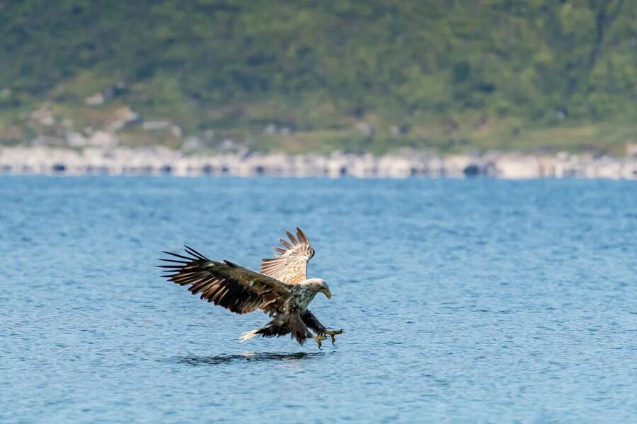 From Tromsø: Kayak trip with lunch and sauna at Sommarøy - Two hours among islands and sea life