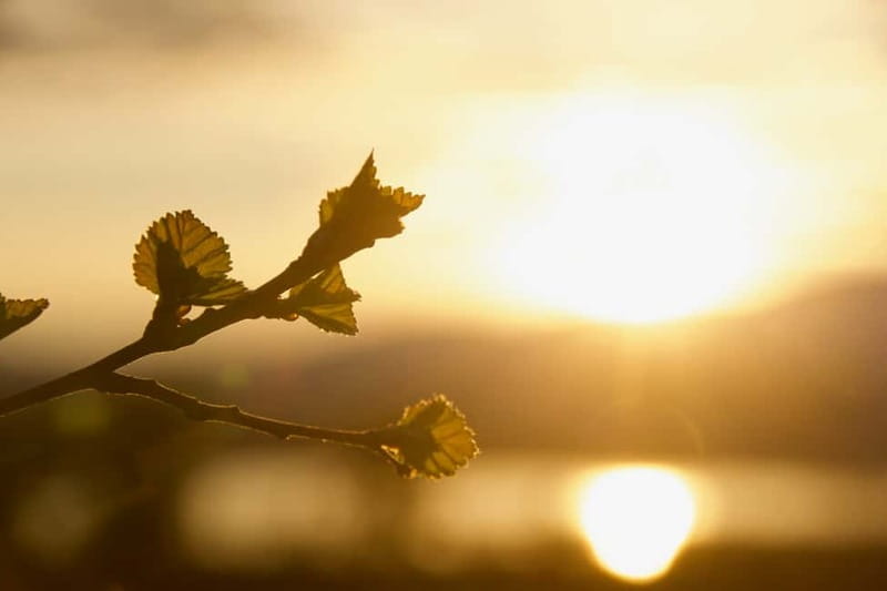 From Tromsø: Sommarøy Midnight Sun Sea Kayaking Tour - Should you book the Sommarøy kayak tour?