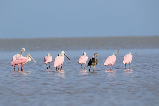 Full-Day Kayak Adventure in the Everglades - Key points to know before you book