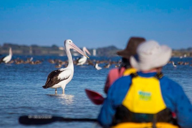 Full Day Kayaking Tour in Coorong National Park - The guide makes a real difference