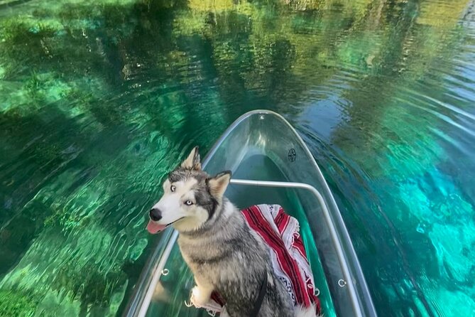 Glass Bottom Kayak Tours of Silver Springs - Wildlife spotting, from manatees to monkeys