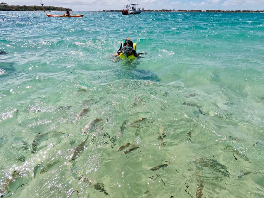 Gold Coast: Kayaking and Snorkeling Guided Tour - Watching for dolphins and stingrays