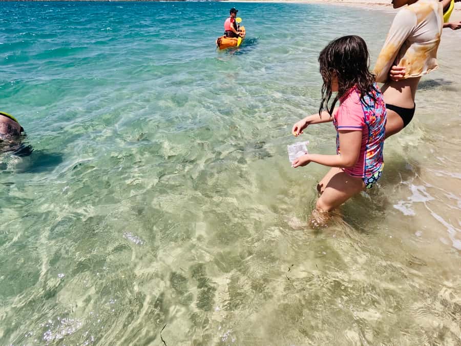 Gold Coast: Kayaking and Snorkeling Guided Tour - Snorkeling with subtropical fish