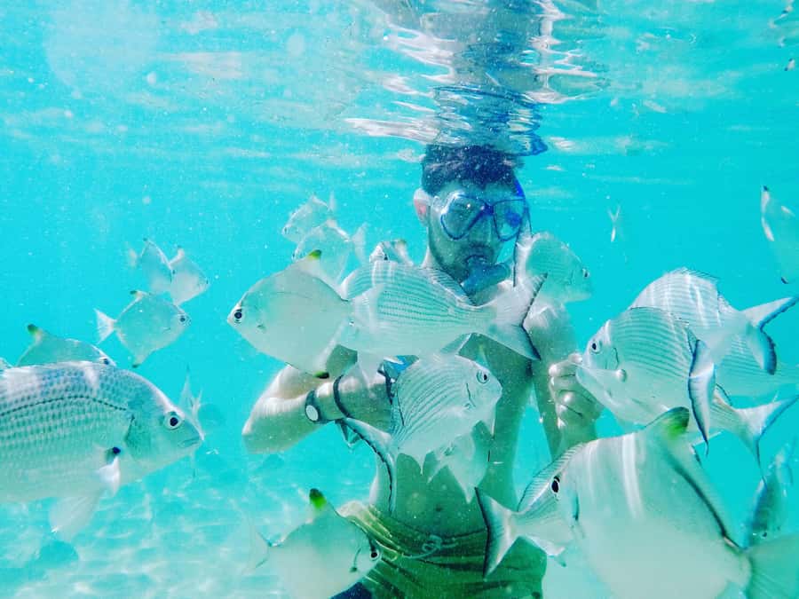 Gold Coast: Kayaking & Snorkelling Tour with Fish Feeding - Breakfast on the beach