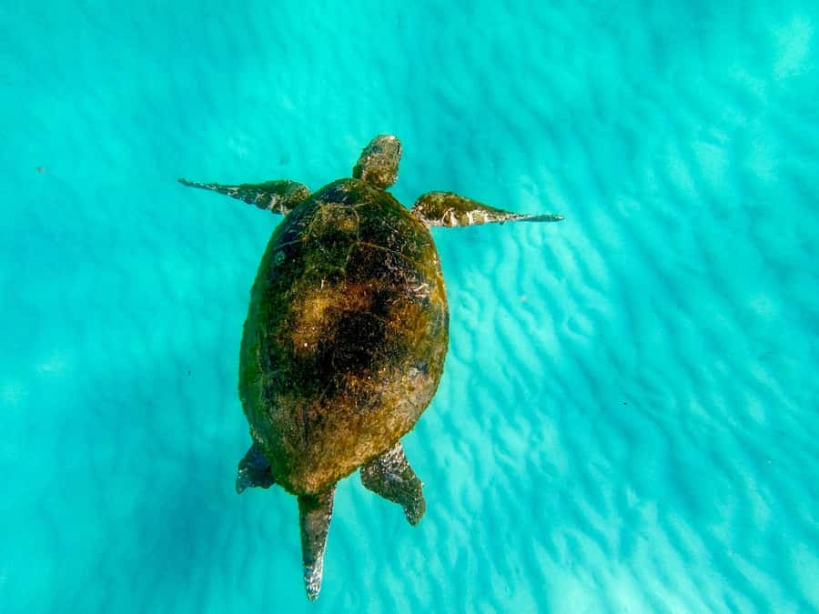 Gold Coast: Moreton Island Day Trip Kayak & Sandboarding - Key points to know before booking