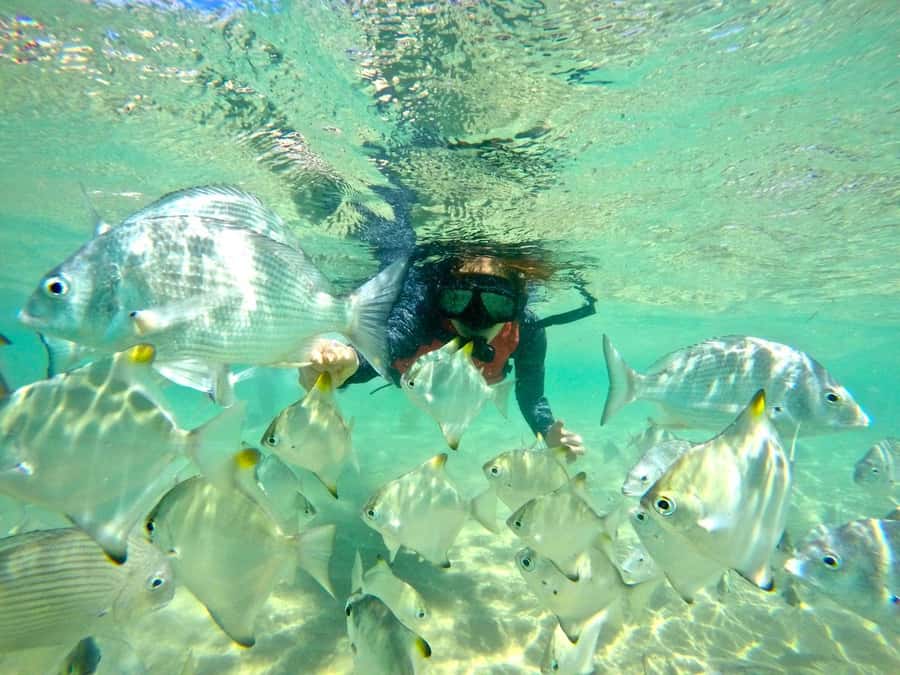 Gold Coast: Wave Break Island Kayaking & Snorkeling tour - Crossing Wave Break Island on foot