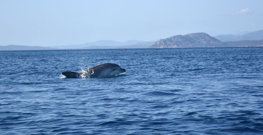 Golfo Aranci: Kayak Tour with Dolphins and Aperitif - Morning, afternoon, or sunset?