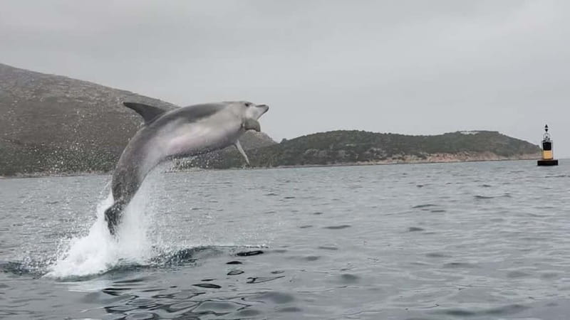 Golfo Aranci:Small group, german guided Kayak tour&Dolphins - Philipp shapes the experience