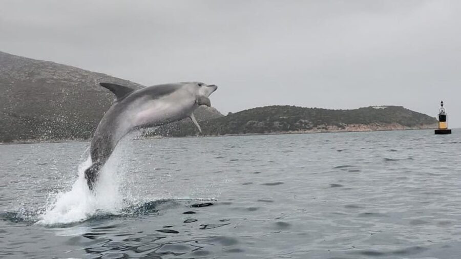 Golfo Aranci: Small group Kayak tour with Aperitif &dolphins - What Philipp adds to the outing
