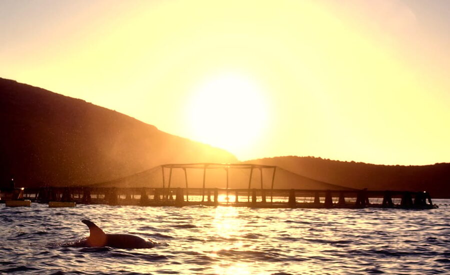 Golfo Aranci: Sunrise Dolphin Kayak Tour with Breakfast - Who should book this morning on the water