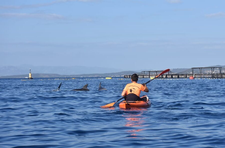 Golfo Aranci: Sunrise Dolphin Kayak Tour with Breakfast - Why a Golfo Aranci sunrise is worth the early alarm