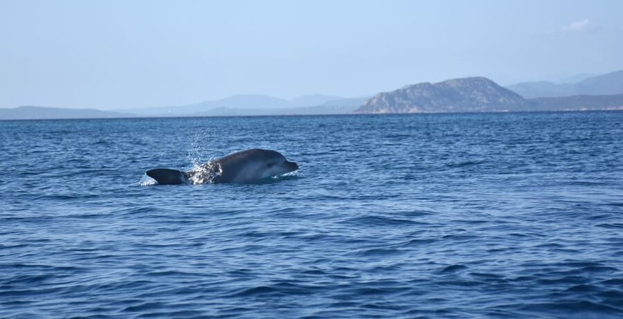 Golfo Aranci: Sunrise Dolphin Kayak Tour with Breakfast - Paddling toward Cala Moresca