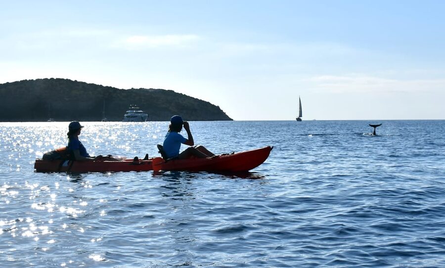 Golfo Aranci: Sunrise Dolphin Kayak Tour with Breakfast - What the $71 price really includes