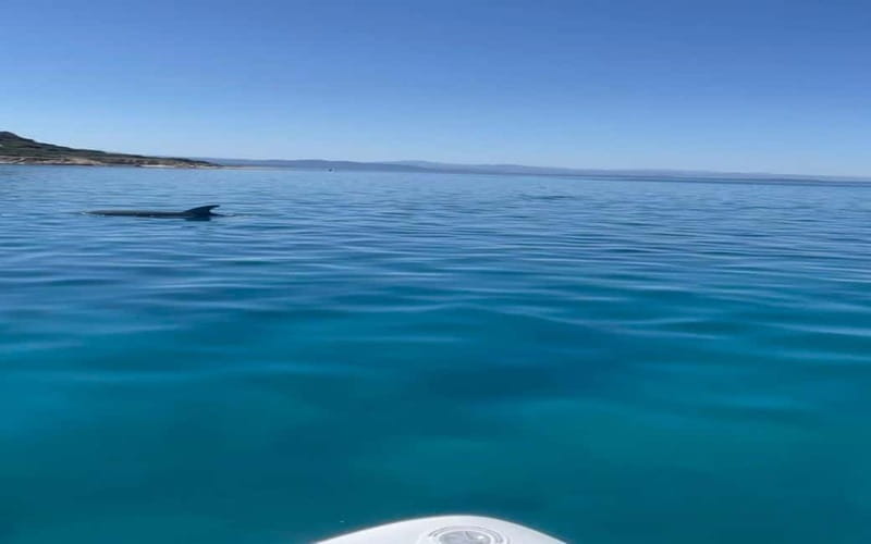 Golfo Aranci tour SUP Paddleboard Dolphin watching, aperitif - Key points to know before booking