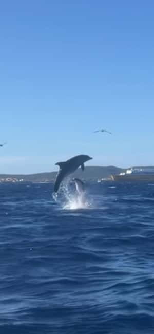 Golfo Aranci tour SUP Paddleboard Dolphin watching, aperitif - Cala Moresca: your first paddle and swim