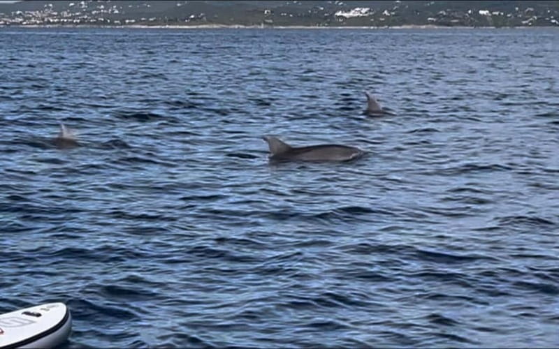 Golfo Aranci tour SUP Paddleboard Dolphin watching, aperitif - Paddling toward Figarolo Island