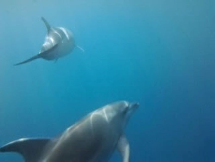 Golfo Aranci tour SUP Paddleboard Dolphin watching, aperitif - What to bring for a three-hour outing