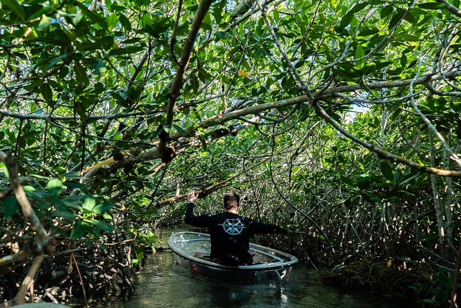 Guided Clear Kayak Eco-Tour Near Key West - What you might see below the hull