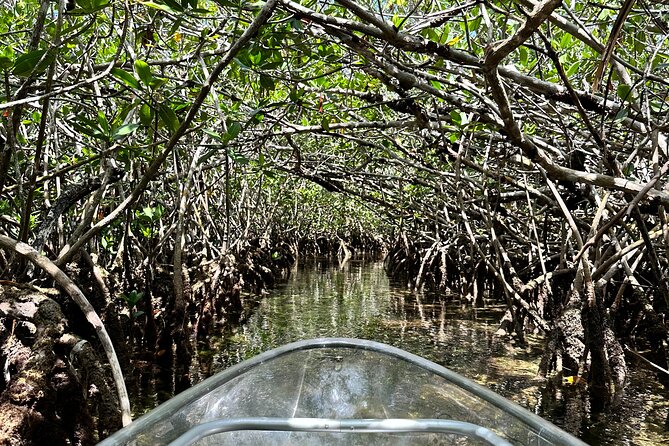 Guided Clear Kayak Eco-Tour Near Key West - Is $79 a fair price?