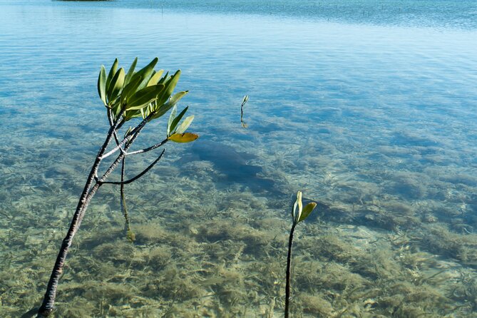 Guided Clear Kayak Eco-Tour Near Key West - What to bring and how to prepare