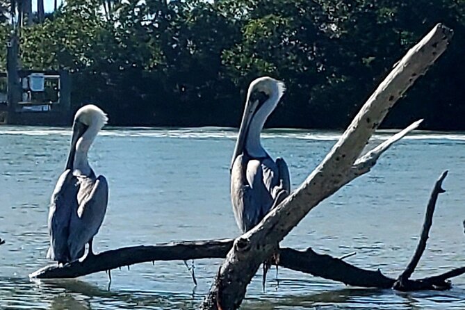 Guided Dolphin Eco Tour by Kayak & SUP - Fort Myers Beach, FL - Wildlife: Set Expectations Before You Paddle