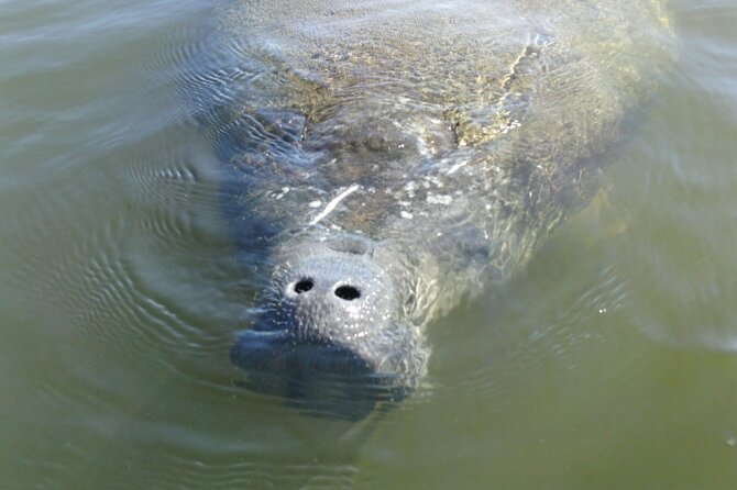 Guided Dolphin Eco Tour by Kayak & SUP - Fort Myers Beach, FL - Cancellation and Weather Planning