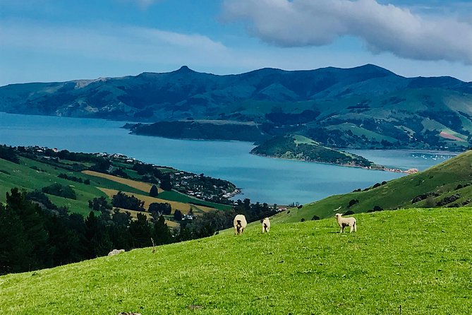 Guided Electric Mountain Bike & Sea Kayak Tour in Akaroa - Meeting Joey and Learning the Basics on the Water