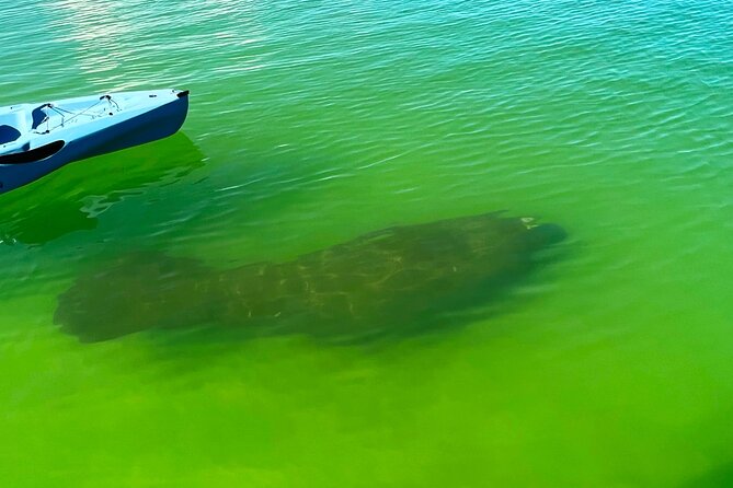 Guided Hobie Kayak EcoTour: Premium Eco Experience Bonita Springs - Is $70 a fair price?