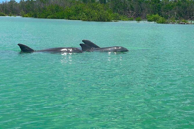Guided Hobie Kayak EcoTour: Premium Eco Experience Bonita Springs - Who should book this Bonita Springs kayak tour?