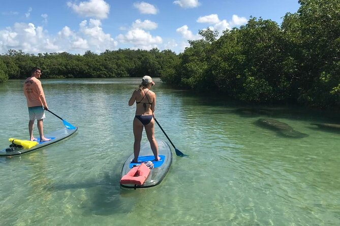Guided Island EcoTour: CLEAR/Standard Kayak, SUP - Bonita Springs - CLEAR kayak or standard kayak?