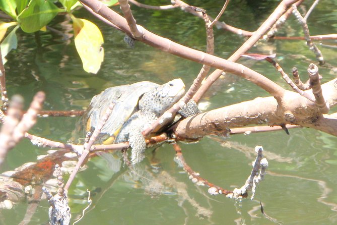 Guided Kayak Eco Tour - Bunche Beach - Wildlife watching without false promises